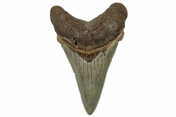 Serrated Angustidens Tooth - Megalodon Ancestor #302057